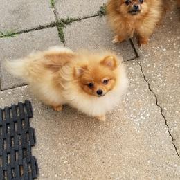 Scrappy - Pomeranian puppy in Texas from Legenz Pomeranians