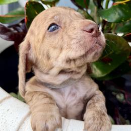 Grey collar brindle - Brindle male Dachshund puppy in Orlando, Florida from Weiner Wunderland of Central Florida
