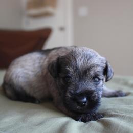 Zula - Salt and pepper female Miniature Schnauzer puppy in Vista, California from Olympus Schnauzers