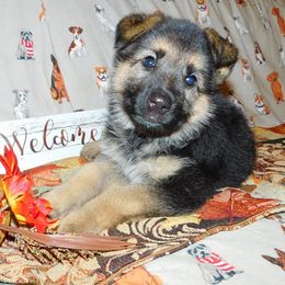 German Shepherd Puppies from Countryside Kennel