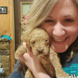 Aussiedoodle and Cockapoo Puppies from Ouachita River Cockapoos