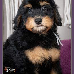 Rex - Black male Bernedoodle puppy in Connersville, Indiana from Deaz Doodle Ranch