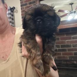Espresso - Brindle female Shih Tzu puppy in Hickory, North Carolina from PAWSitive Breeders of the Carolinas