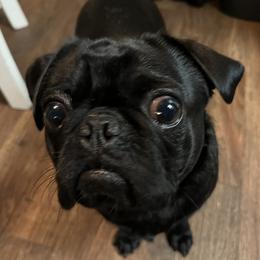 Jet - Pug