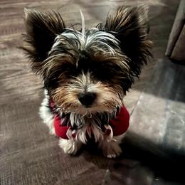 Yorkshire Terrier Puppies from Pixieland Yorkshire Terriers