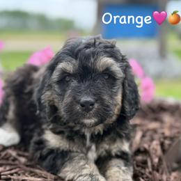 Orange - Phantom female Bernedoodle puppy in Lancaster, Minnesota from Richardville Hunde