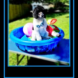 Poodle Puppies from Paw Print Poodles