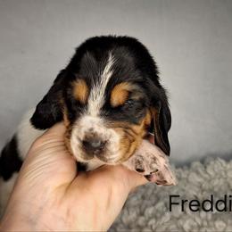 Freddie - Black brown and white male Basset Hound puppy in Mack's Creek, Missouri from Mack's Creek Basset Hounds