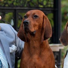 American Foxhounds, Redbone Coonhounds, and Treeing Walker Coonhounds from Lost Heritage Hounds