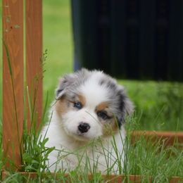 Australian Shepherd Puppies from Ausdauer Australian Shepherds