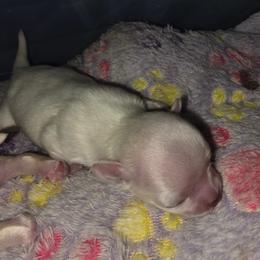 Cannoli - Cream and white male Chihuahua puppy in Jacksonville, Florida from Precious Paws of Florida - Chihuahuas