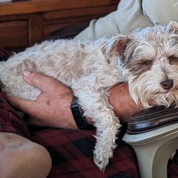 Gretchen - Miniature Schnauzer