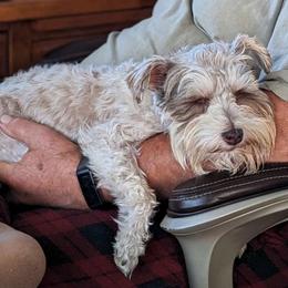 Gretchen - Miniature Schnauzer