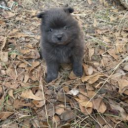 Bubbles - Blue female Pomeranian puppy in Bamberg, South Carolina from Shakhor Ohr Collies and Pomeranians
