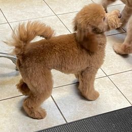 Marmalade - Goldendoodle