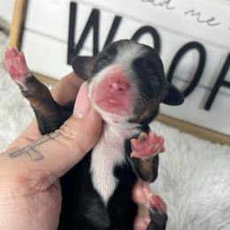 Sara Evans - Black and tan female Dachshund puppy in Payette, Idaho from NT Mini Doxies