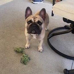 Bleu - French Bulldog