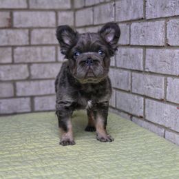 Louis - Tricolors male French Bulldog puppy in Richmond, Michigan from Burn 3 Farms