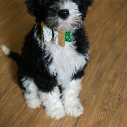 Portuguese Water Dog Puppies from Prestige Portuguese Water Dogs