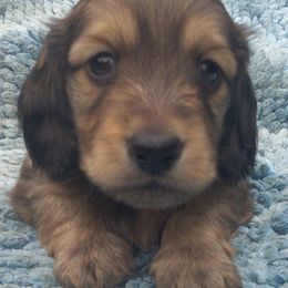 DBs August Burgmulier - Cream male Dachshund puppy in Summerfield, Florida from D & B Ranchette