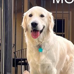 Millie - Golden Retriever