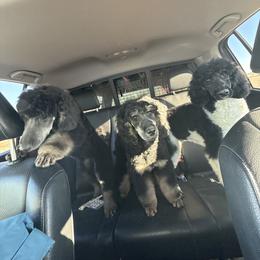 Poodle Puppies from Foot Hills Amazing Poodles