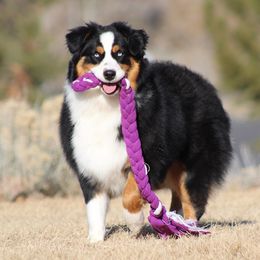 Abbie - Australian Shepherd