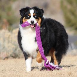 Abbie - Australian Shepherd