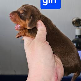 Girl 4 - Chocolate and tan female Dachshund puppy in Lansing, Michigan from Black Thunder 517 Cane Corso and Dachshunds and frenchies