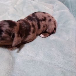 Dachshund Puppies from Marnette's Dachshunds