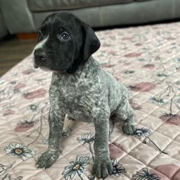 Sparrow - Black roan female German Shorthaired Pointer puppy in Hot Springs, Virginia from Thunder Mountain Gun Dogs