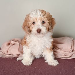 Aussiedoodle Puppies from Frenchie LOVE and Doodles