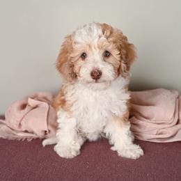 Aussiedoodle Puppies from Frenchie LOVE and Doodles