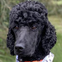 Nova - Poodle