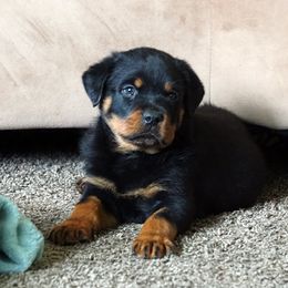 Rottweiler Puppies from VhDoggMeier Rottweilers