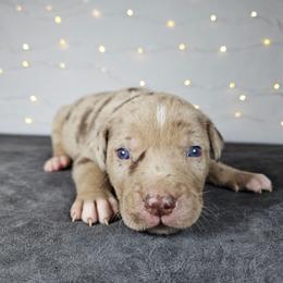 Smith NALC - Red merle male Catahoula Leopard Dog puppy in Doerun, Georgia from Twig & Tail Puppies