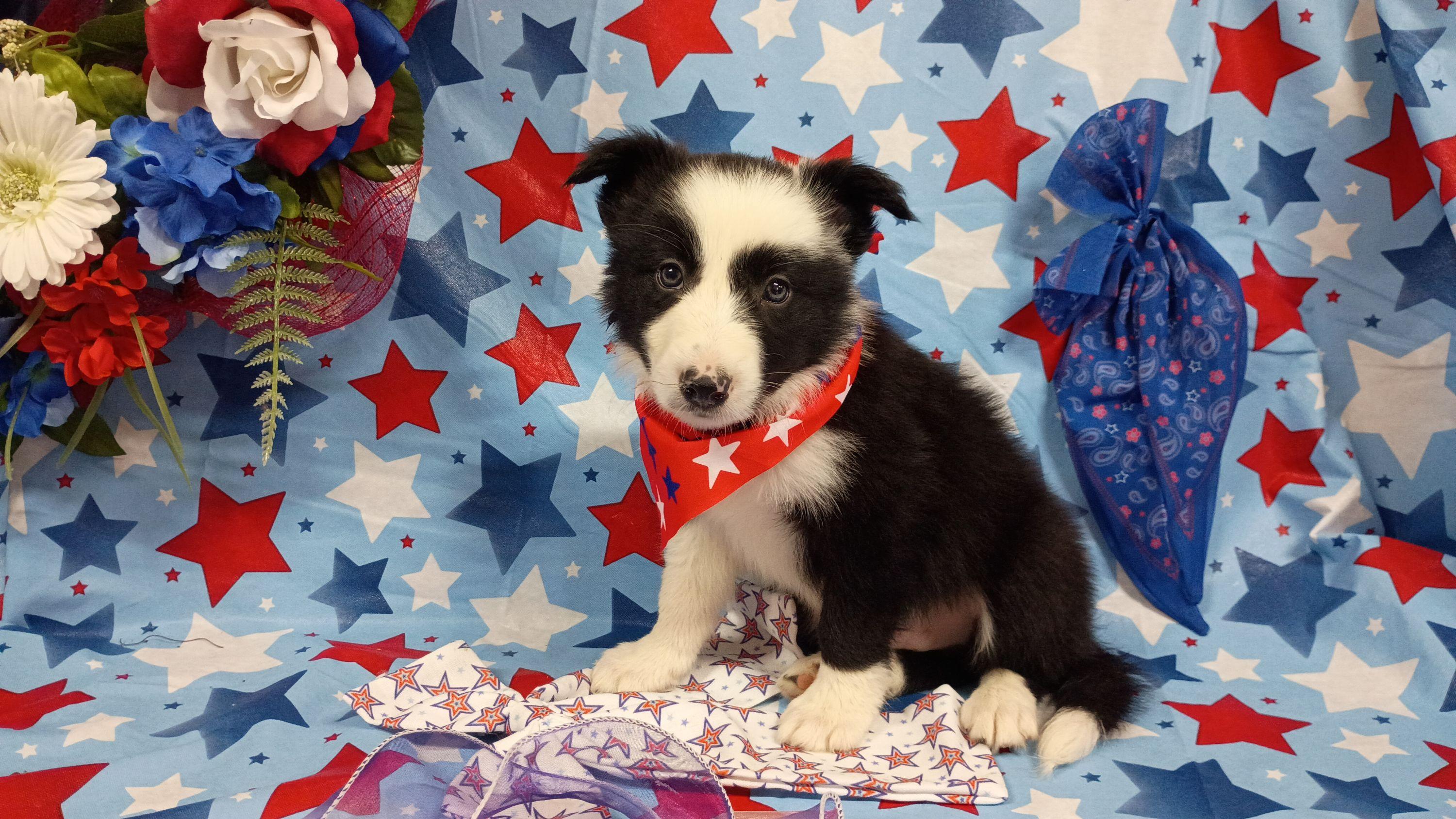 Domino (Jörde) - Black and white male Border Collie puppy in Max, Nebraska from Stag Valley Homestead