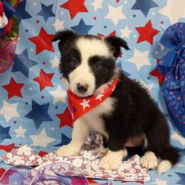 Domino (Jörde) - Black and white male Border Collie puppy in Max, Nebraska from Stag Valley Homestead