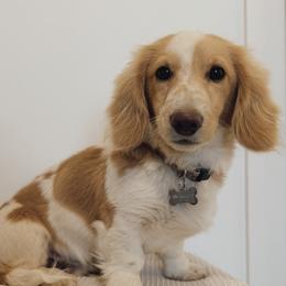 Buzz - Dachshund