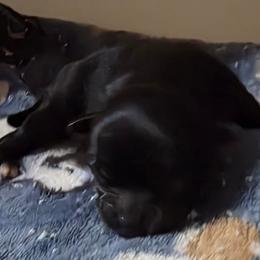 Girl 4 - Black female Shorkie puppy in White Pigeon, Michigan from Kathys Yorkie and Shih-tzu Cuties