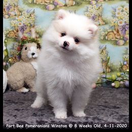 Pomeranian Puppies from Port Bee Pomeranian’s