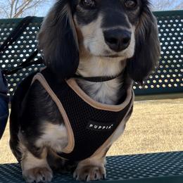 Leota - Dachshund