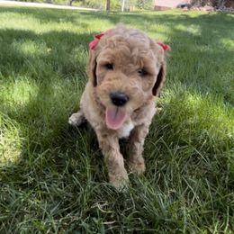 Goldendoodle and Poodle Puppies from Jaeckels Doodles