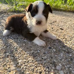 Mocha - Red & white female Miniature Australian Shepherd puppy in Marion, Michigan from Highland Hills Mini Aussies