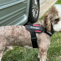 Pongo - Double Doodle
