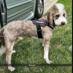 Pongo - Double Doodle