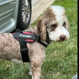 Pongo - Double Doodle