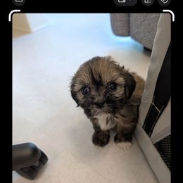 Elvin - Brindle male Lhasa Apso puppy in Fort Worth, Texas from Cynthia's Lhasa Apsos