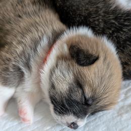 Pembroke Welsh Corgi Puppies from Tammy Gorham Corgis