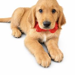 Royce - Golden male Golden Retriever puppy in Chicago, Illinois from Urbane Retrievers